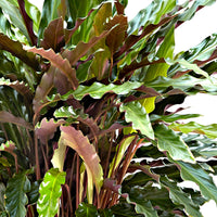 Korbmarante 'Elger Grass' - Calathea rufibarba elger grass - Bakker