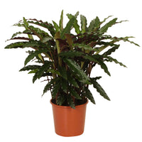 Calathea rufibarba elger grass - Korbmarante 'Elger Grass' - Calathea