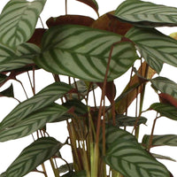 Calathea compact star - Korbmarante 'Compact Star' - Calathea