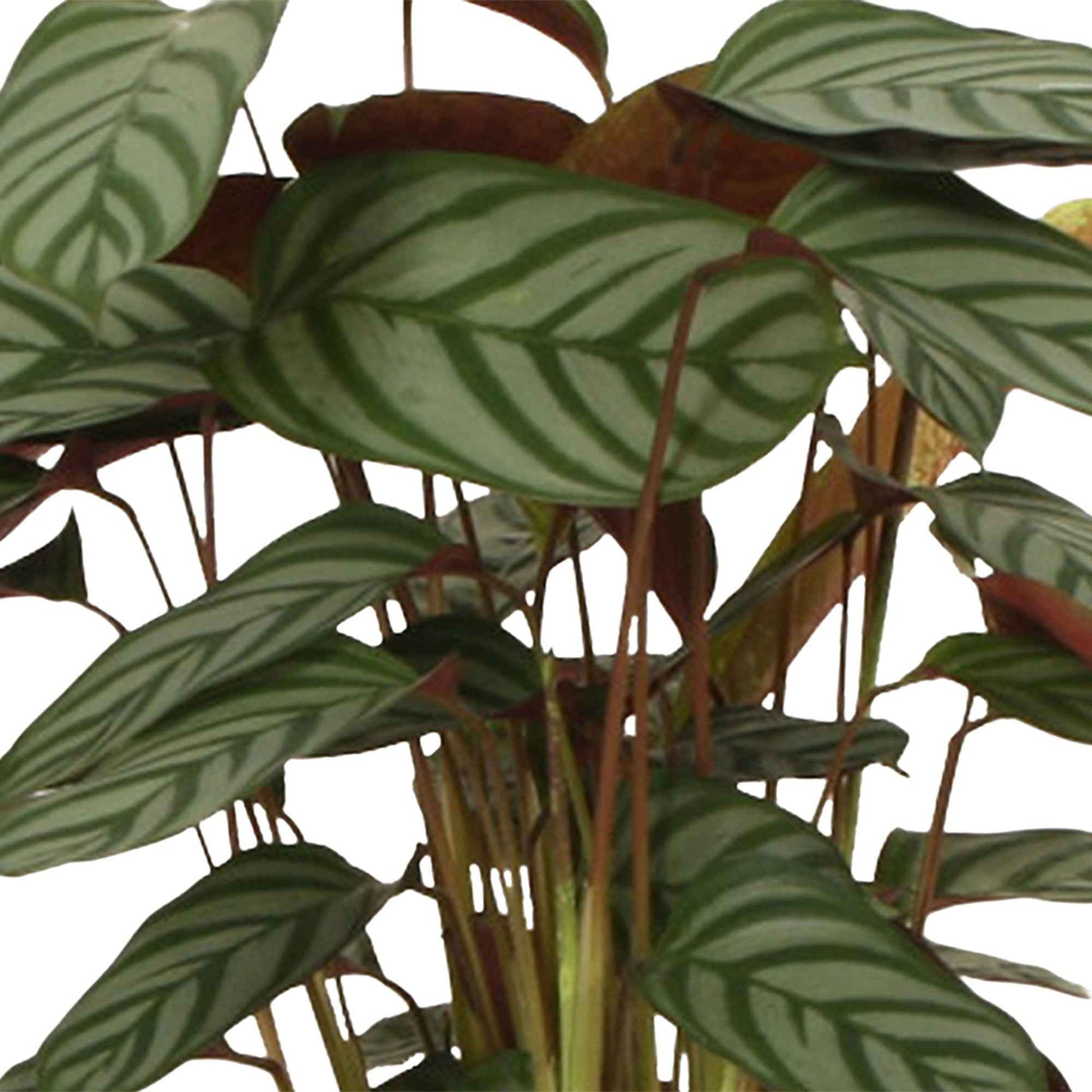 Calathea compact star - Korbmarante 'Compact Star' - Calathea