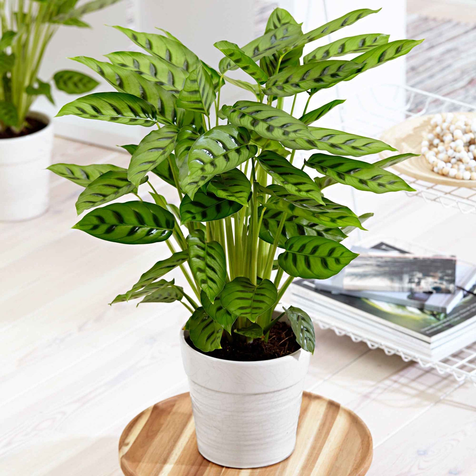 Korbmarante 'Leopardina' - Bakker