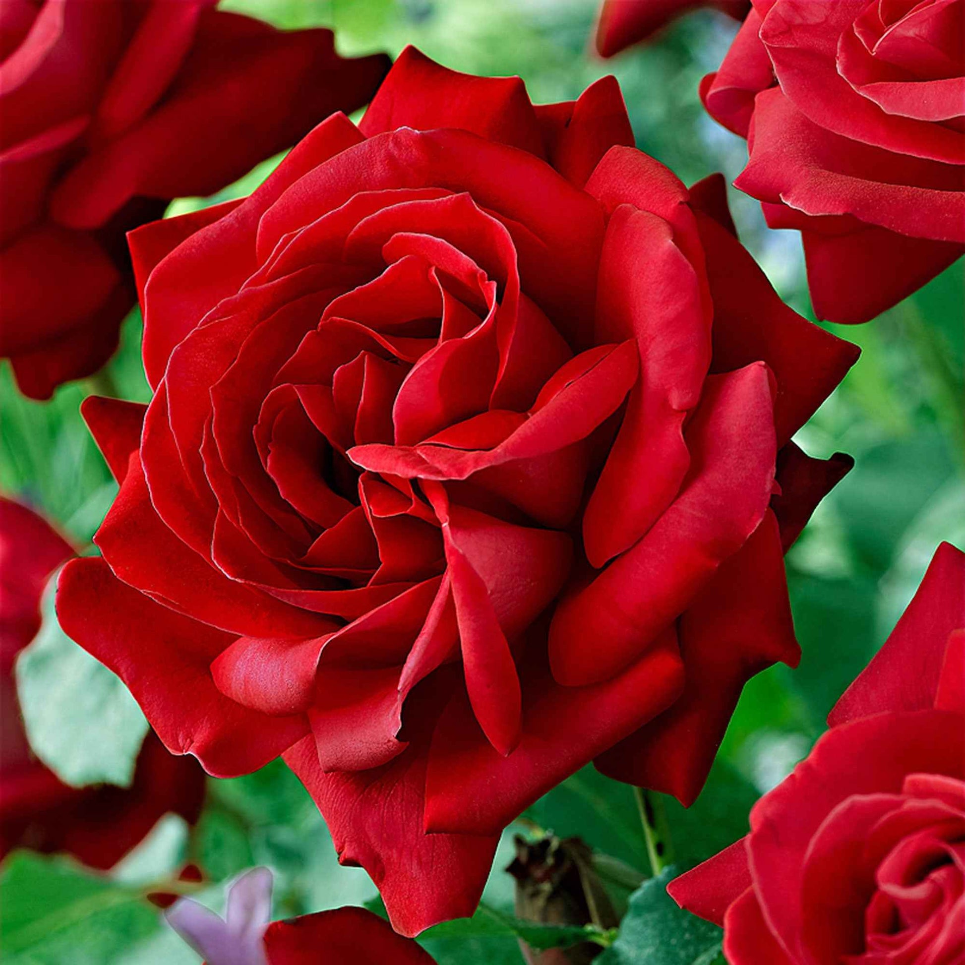 Rosa dame de cœur, rosa queen of hearts, rosa herz-dame - Beetrose 'Dame de Cœur' - Rosen mit großen Blüten