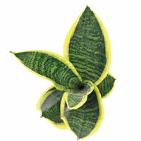 Verkauf Bogenhanf Sansevieria