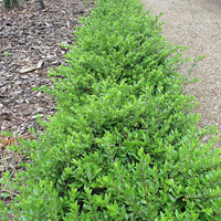 Heckenkirsche Maigrün - Lonicera nitida Maigruen - Bakker