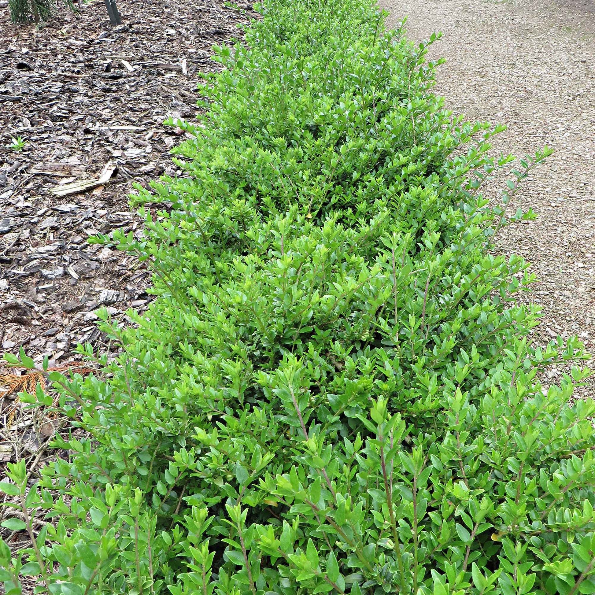 Heckenkirsche Maigrün - Lonicera nitida Maigruen - Bakker