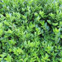 Lonicera nitida Maigruen - Heckenkirsche Maigrün - Heckensträucher