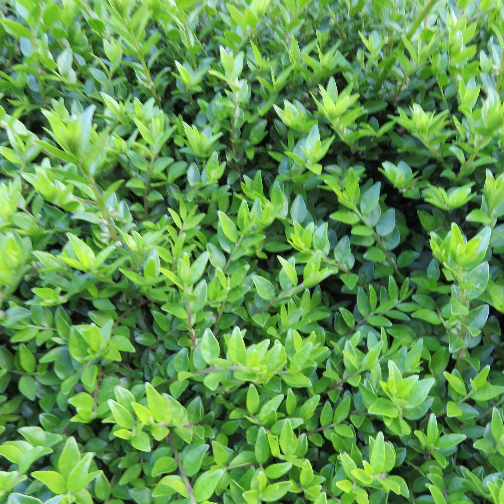 Lonicera nitida Maigruen - Heckenkirsche Maigrün - Heckensträucher