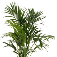 Howea forsteriana - Kentiapalme - Zimmerpalmen