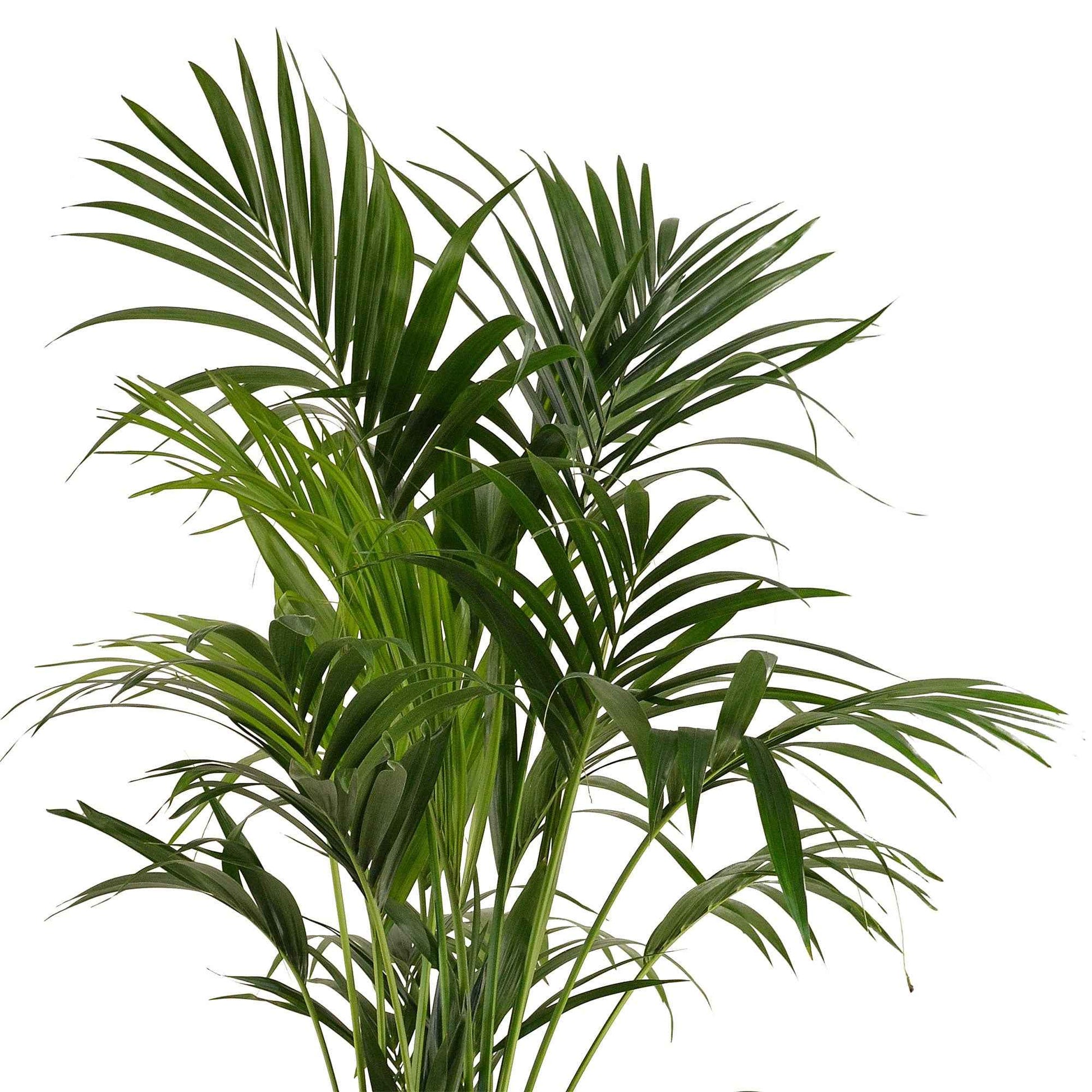 Howea forsteriana - Kentiapalme - Zimmerpalmen