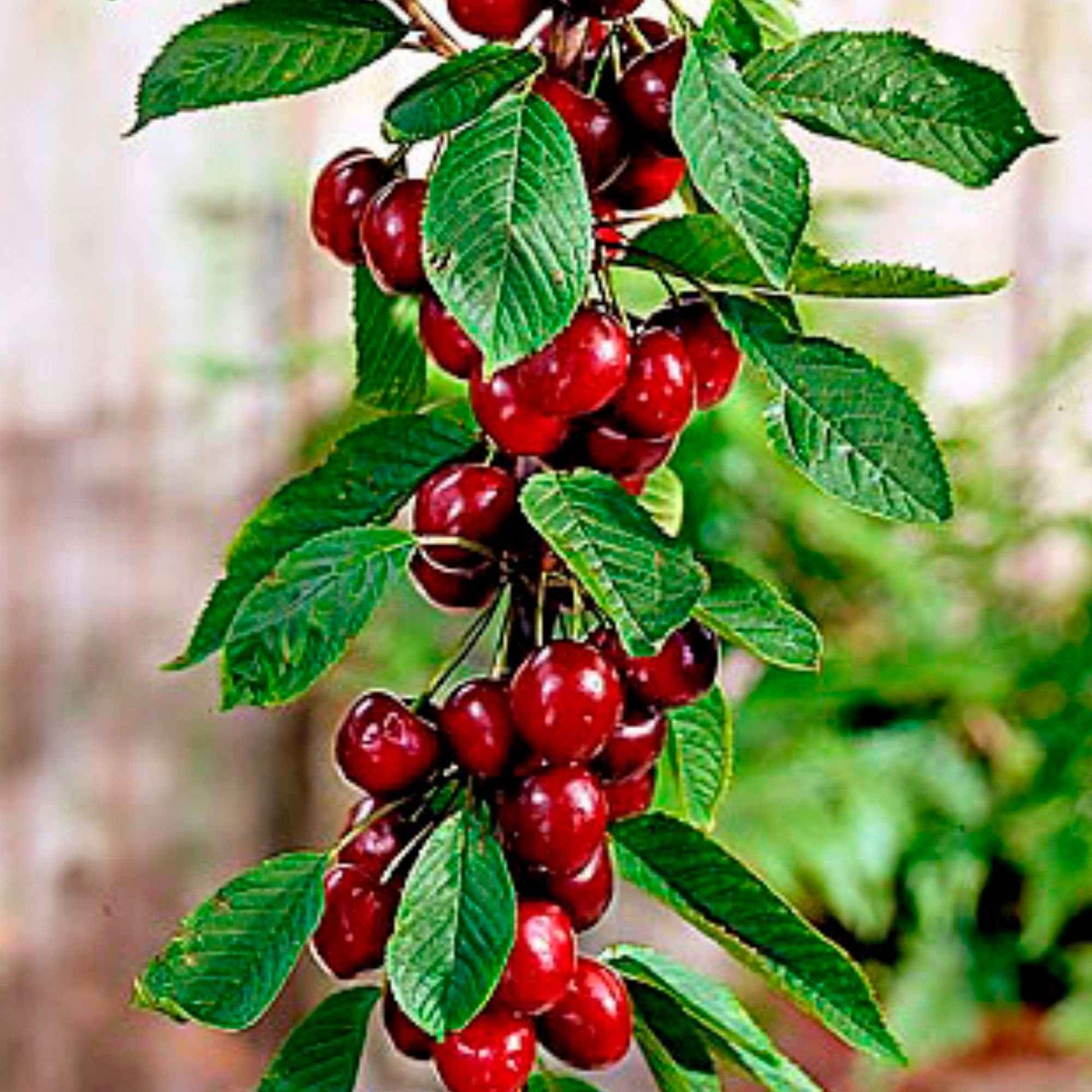Säulenförmiger Kirschbaum  'Sylvia' - Prunus avium Sylvia - Bakker