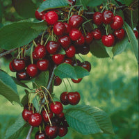 Prunus avium Sylvia - Säulenförmiger Kirschbaum  'Sylvia' - Kirschbäume