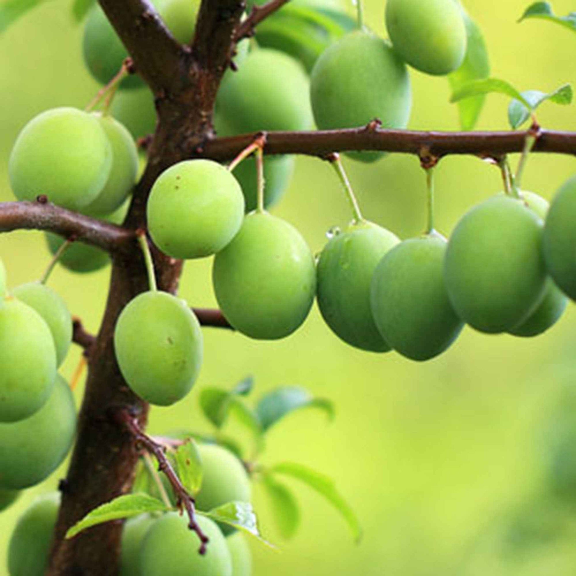 Reneklode 'Reine-Claude Verte' - Prunus domestica Reine-Claude verte - Bakker