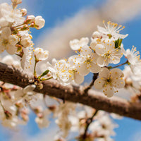 Prunus domestica Reine-Claude verte - Reneklode 'Reine-Claude Verte' - Pflaumenbäume