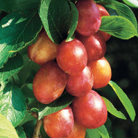 Pflaumenbäume - Pflaume 'Reine Victoria' - Prunus domestica Reine Victoria