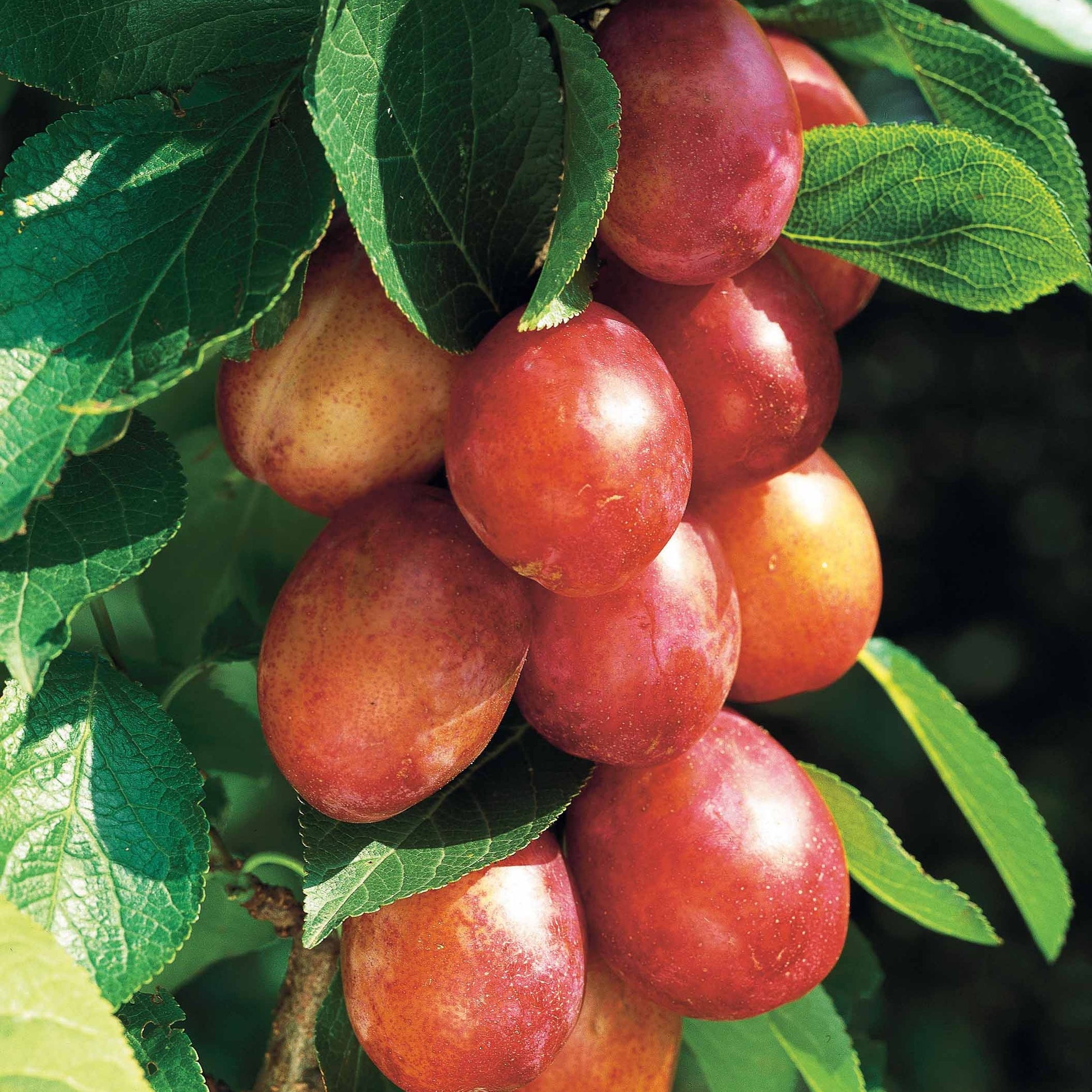 Pflaumenbäume - Pflaume 'Reine Victoria' - Prunus domestica Reine Victoria
