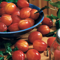 Verkauf Pflaume 'Reine Victoria' - Prunus domestica Reine Victoria