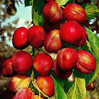 Pflaume 'Reine Victoria' - Bakker
