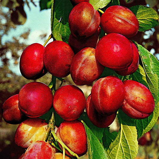 Pflaume 'Reine Victoria' - Bakker