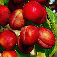 Pflaume 'Reine Victoria' - Prunus domestica Reine Victoria - Bakker