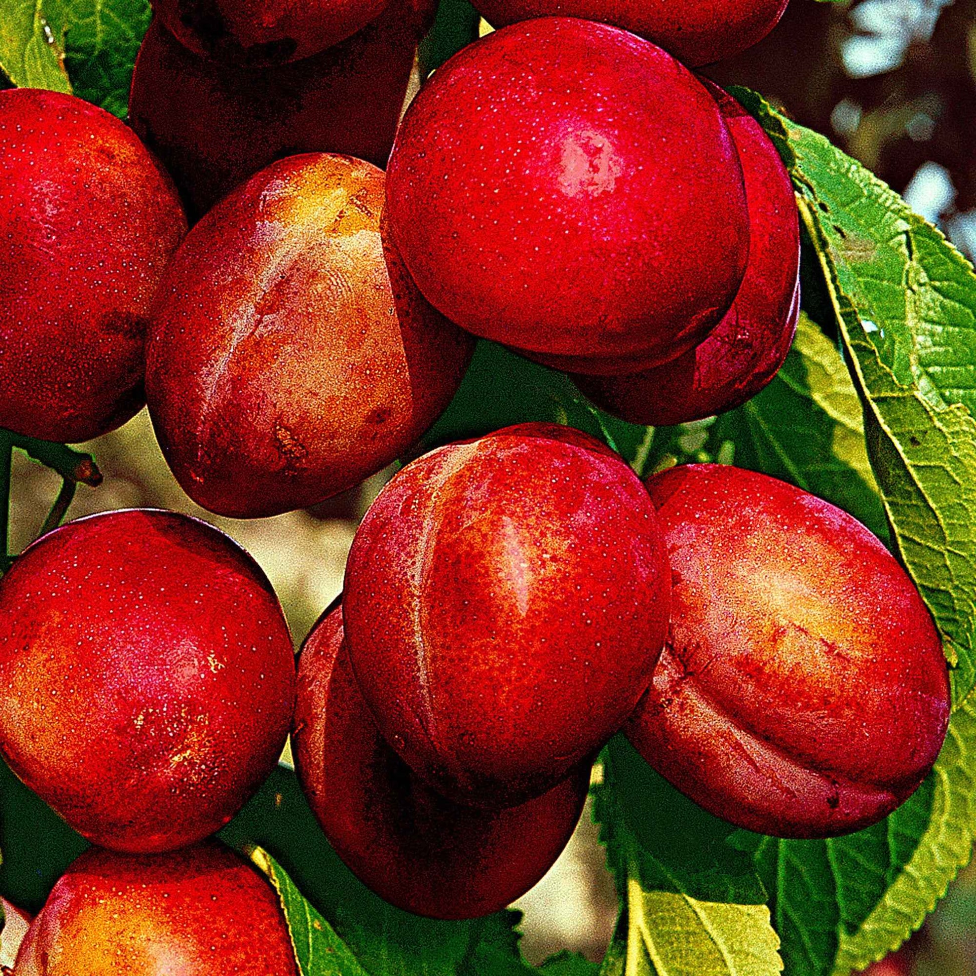 Pflaume 'Reine Victoria' - Prunus domestica Reine Victoria - Bakker