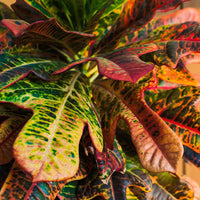 Wunderstrauch 'Mrs. Iceton' - Codiaeum variegatum mrs. iceton - Bakker