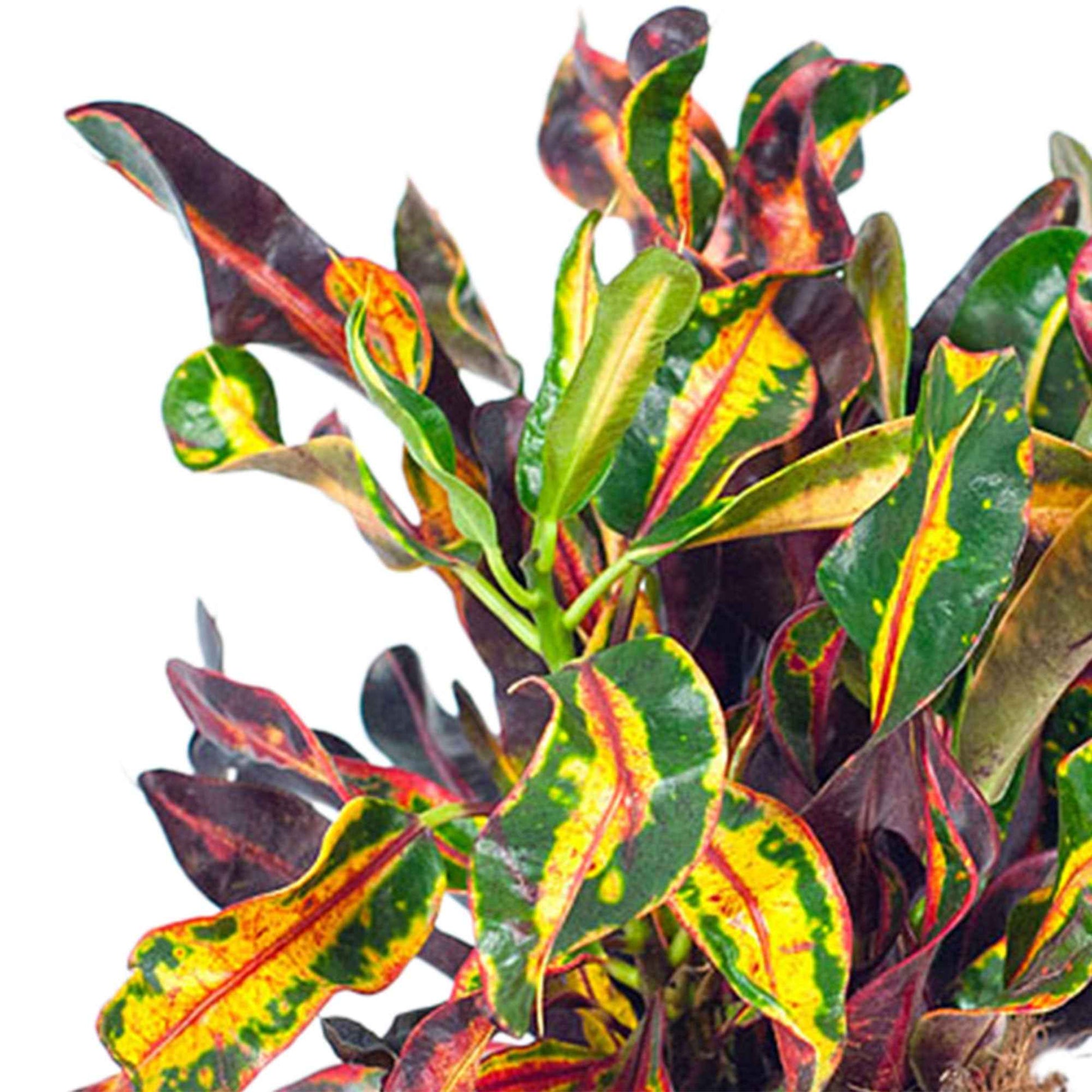 Wunderstrauch 'Mammi' - Codiaeum variegatum mammi - Bakker