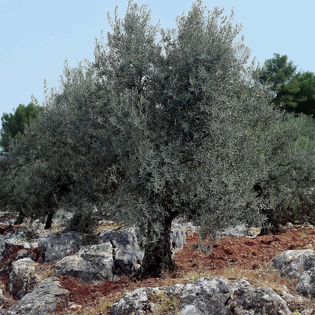 Verkauf Olivenbaum auf Stamm - Olea europaea