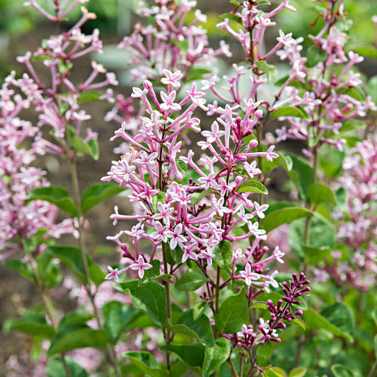 Zwergflieder 'Pink Parfume' - Bakker