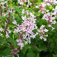 Zwergflieder 'Pink Parfume' - Syringa bloomerang ® Pink Perfume - Bakker