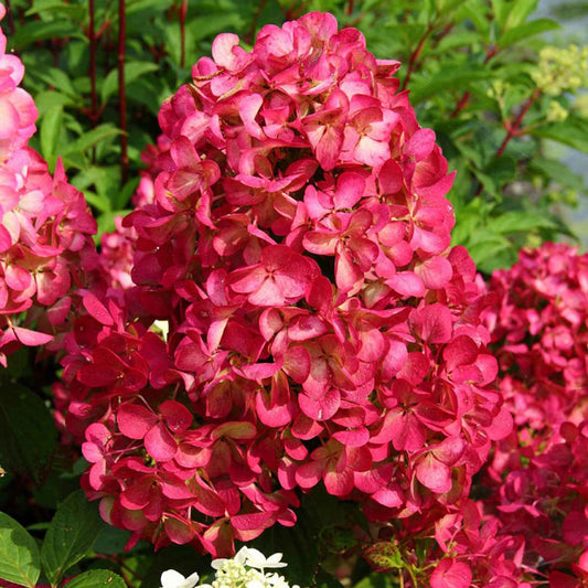 Rispenhortensie 'Diamant Rouge'® - Bakker