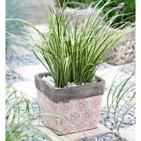 Kalmus 'Argenteostriatus' - Bakker
