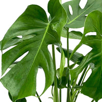Lochpflanze - Monstera - Monstera deliciosa - Monstera deliciosa