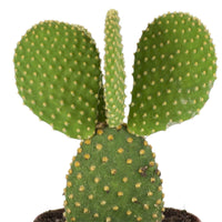 Hasenohrenkaktus - Opuntia microdasys - Bakker