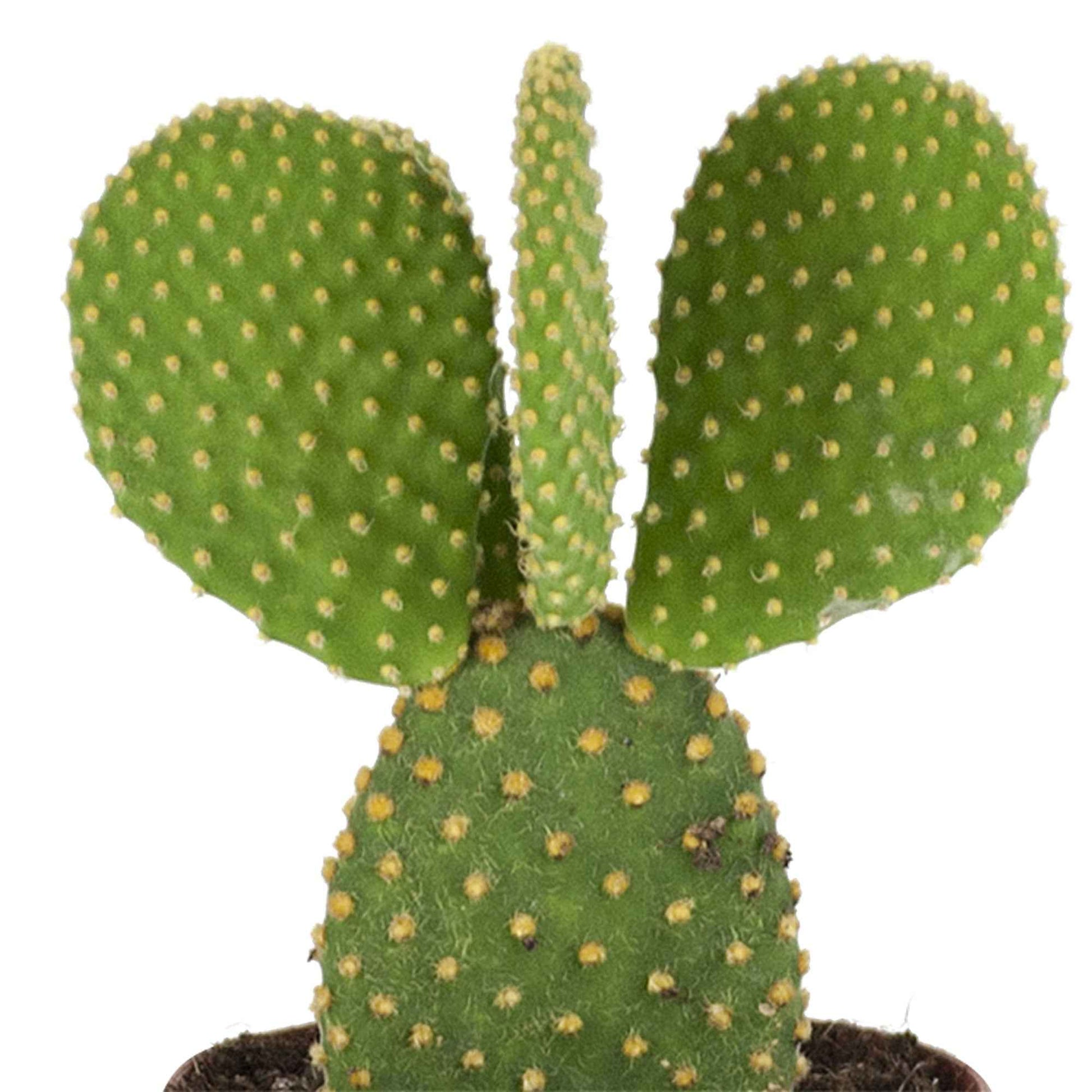 Hasenohrenkaktus - Opuntia microdasys - Bakker