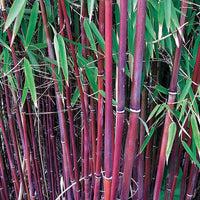 Horstbambus 'Asian Wonder' - Bakker