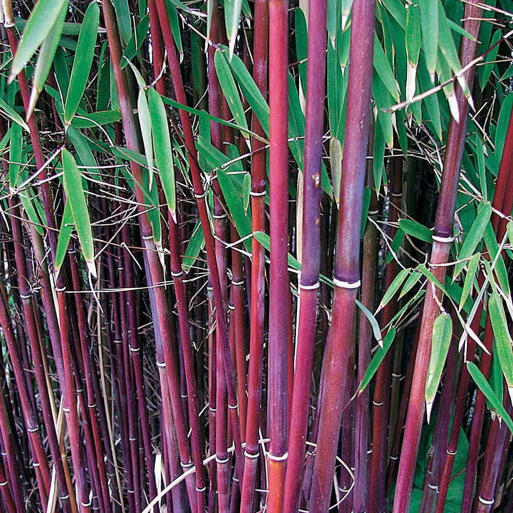 Horstbambus 'Asian Wonder' - Bakker