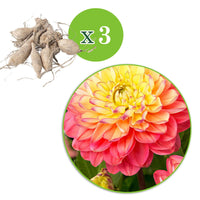 Dahlia 'melody allegro' - Dahlie 'Melody Allegro' (x3) - Dahlien-Zwiebeln