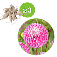 Dahlien 'Zippity Do Da' (x3) - Dahlia 'zippity do da' - Bakker
