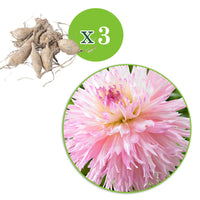 Dahlien-Zwiebeln - Dahlie 'Nadia Ruth' (x3) - Dahlia fimbriata 'nadia ruth'