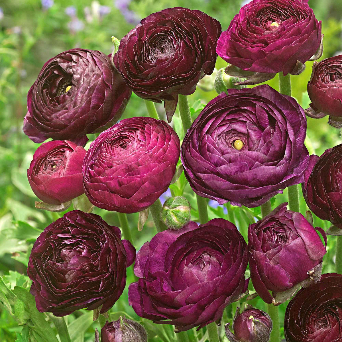 Doppelblütler Ranunkel 'Purple Sensation' (x12) - Bakker