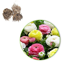 Ranunkel Mischung 'Pastell' (x30) - Ranunculus - Bakker