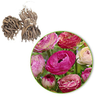 Gefüllte Ranunkeln ‘Peony Blend’ Mischung (x15) - Ranunculus asiaticus 'Peony blend' - Bakker