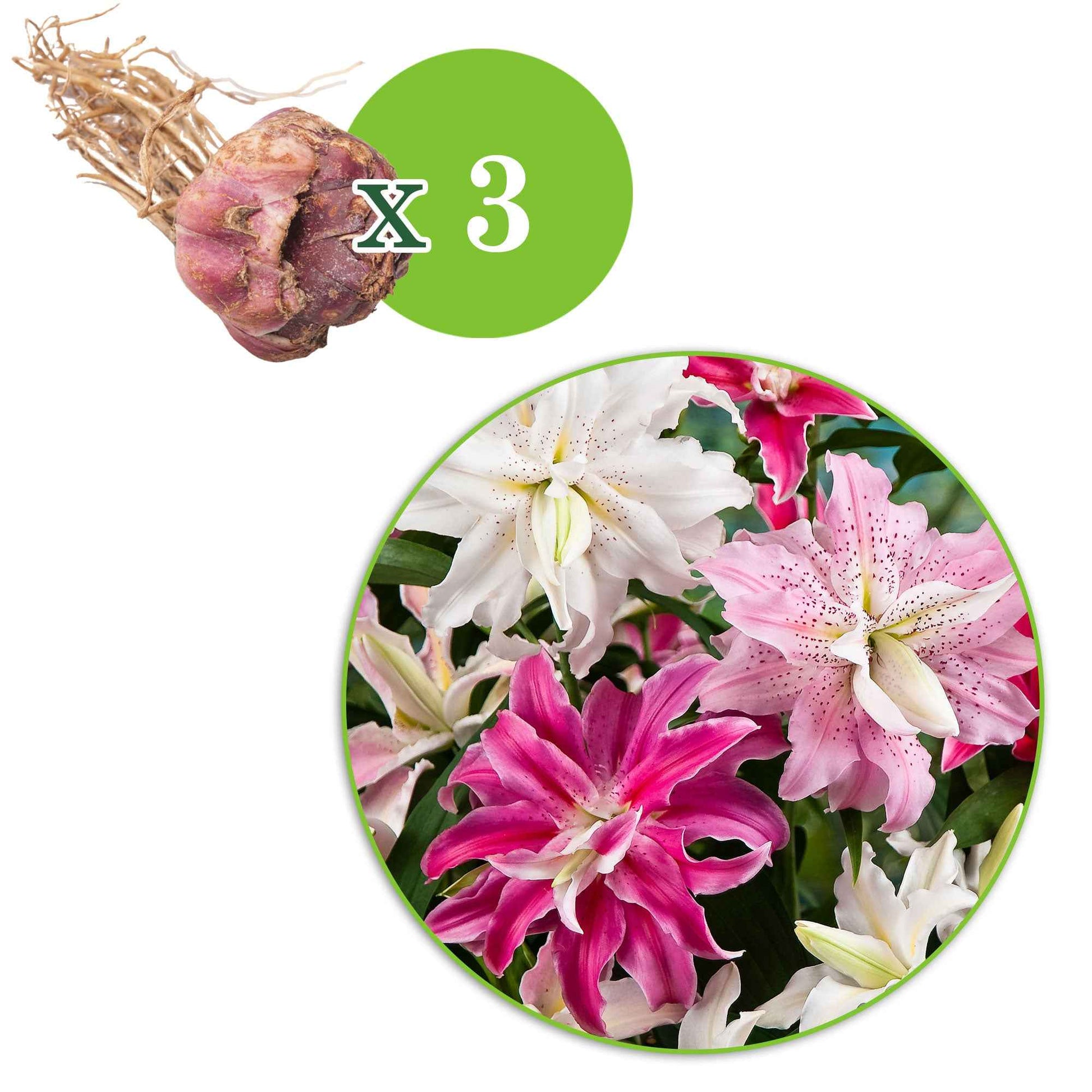 Gefüllte Lilien Mischung (x3) - Lilium 'Elegance', 'Wonder', 'Beauty' - Bakker