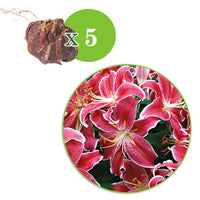 Lilie 'Starlight Express' (x5) - Lilium orientalis 'starlight express' - Bakker