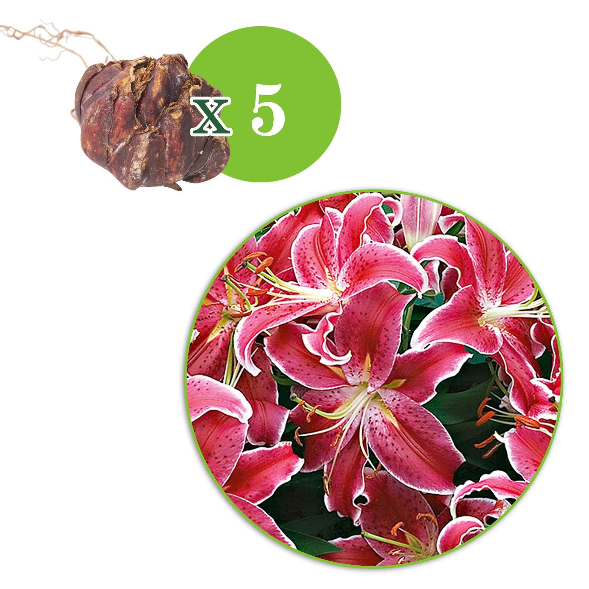 Lilie 'Starlight Express' (x5) - Lilium orientalis 'starlight express' - Bakker