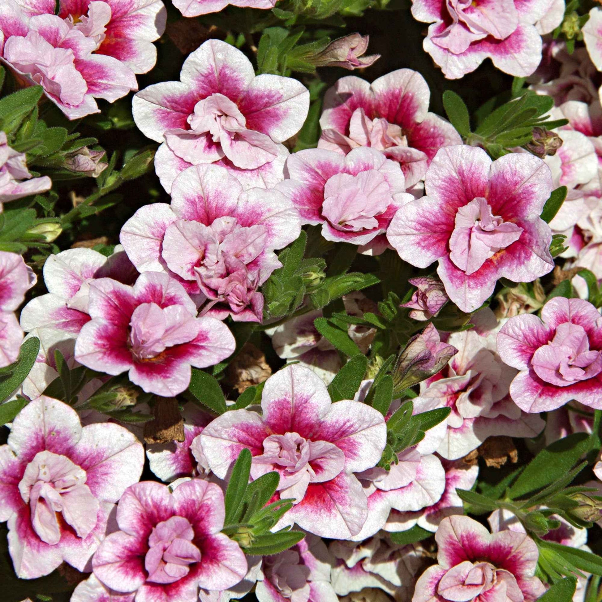Zauberglöckchen MiniFamous Double PinkTastic (x3) - Calibrachoa hybride pinktastic - Bakker