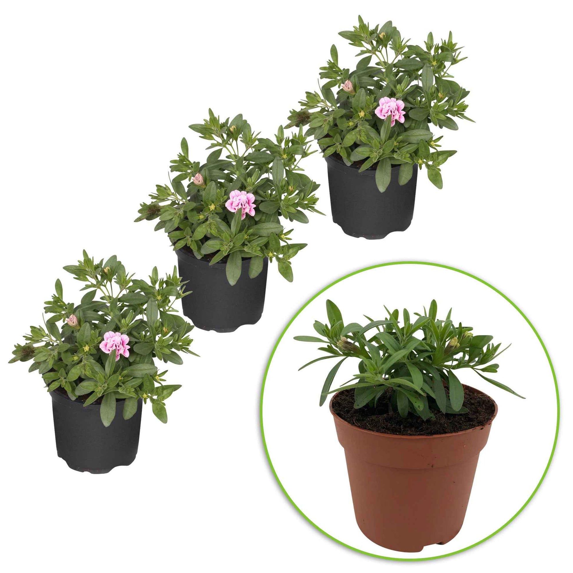 Calibrachoa hybride pinktastic - Zauberglöckchen MiniFamous Double PinkTastic (x3) - Petunien und Calibrachoa