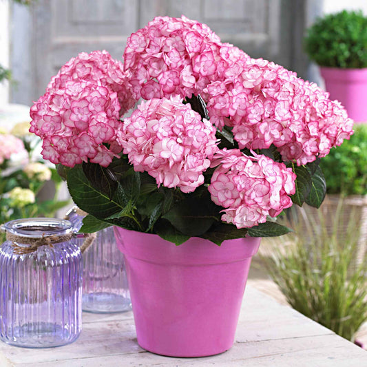 Bauernhortensie 'Miss Saori'® - Bakker