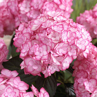 Bauernhortensie 'Miss Saori'® - Hydrangea macrophylla miss saori (h2002) - Bakker