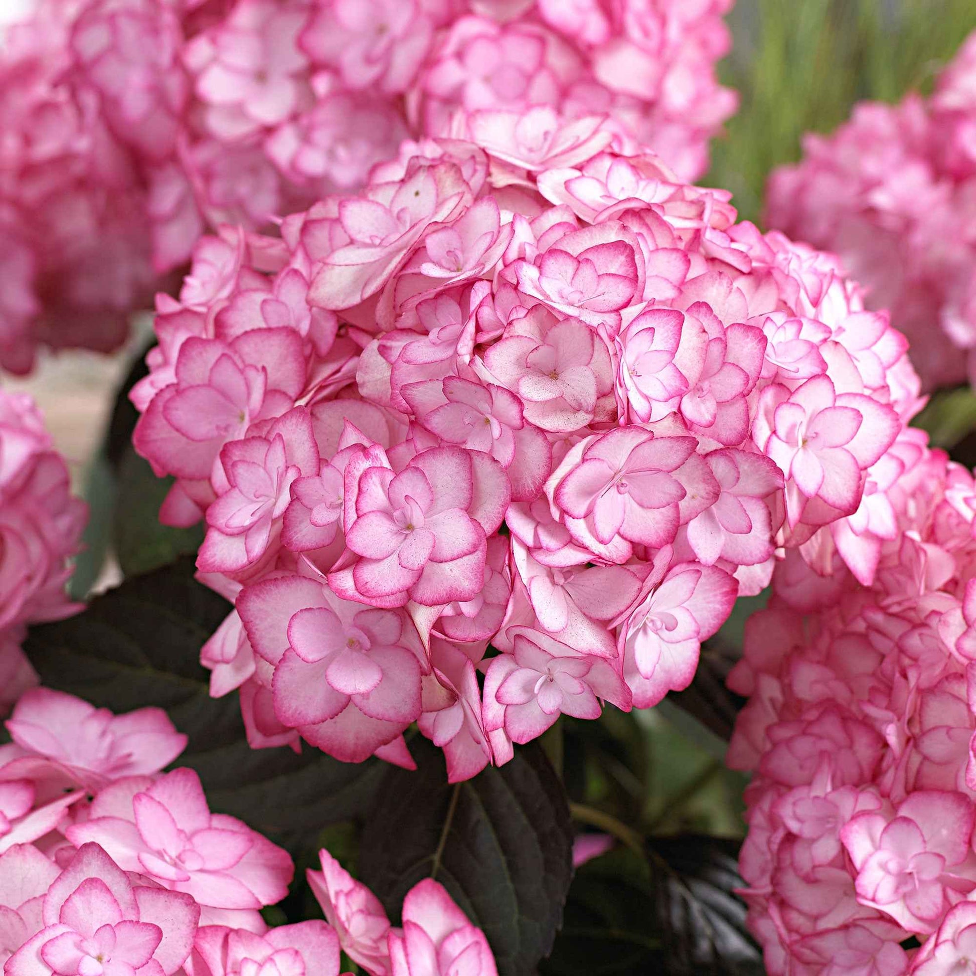 Bauernhortensie 'Miss Saori'® - Hydrangea macrophylla miss saori (h2002) - Bakker